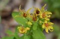 Hypericum maculatum